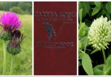 Descoperire rară în pădurea din Vădeni: specii protejate, identificate pentru prima dată în zonă