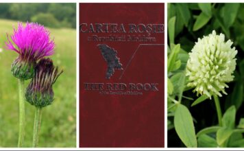 Descoperire rară în pădurea din Vădeni: specii protejate, identificate pentru prima dată în zonă