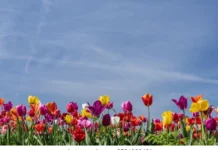 Meteo, 4 mai 2026: astăzi vom avea prima zi cu valori termice generoase, fără precipitații