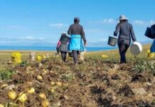 De la 1 iunie 2026,zilierii din sectorul agricol vor primi vouchere electronice pentru fiecare zi de muncă