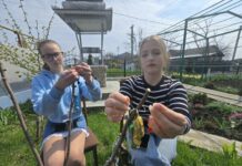 Paștele Blajinilor la Șuri: tradiția Pomului Vieții, tot mai discretă de la an la an