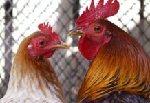 Dacă găina ta nu are cuibar individual sau spațiu pentru odihnă poți avea probleme