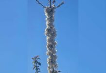 Ca cireșul după furtună: puterea de a rămâne în picioare