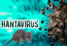 Hantavirus: ce trebuie să știi despre infecția cu hantavirus