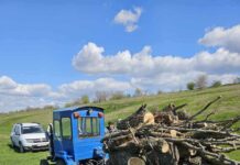 În trupul de pădure „Cernița”, al Ocolului Silvic Cuhurești, au fost depistați 27 de arbori de specie salcâm tăiați ilicit