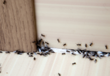 Cum scapi de furnicile din casă: Cele mai eficiente metode naturale