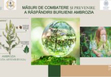 Start acțiunilor naționale de eradicare a ambroziei