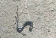 Oaspete nepoftit cu final tragic: un șarpe intrat în casă a rămas fără cap