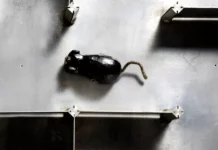Inteligența artificială a început cu un șoricel mecanic în 1952. Cum învăța Theseus să iasă din labirint
