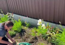Florile care dau viață gospodăriei / VIDEO