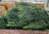 ANSA a distrus 10 tone de mărar de import contaminate cu pesticide