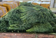 ANSA a distrus 10 tone de mărar de import contaminate cu pesticide