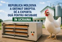 Republica Moldova a obținut dreptul de a exporta ouă pentru incubare în Ucraina