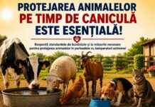 Fermierii și deținătorii de animale trebuie să aibă grijă de sănătatea și bunăstarea prietenilor patrupezi