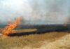 Fără foc în câmp! Inspectoratul pentru Protecția Mediului avertizează asupra pericolului de incendii