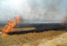 Fără foc în câmp! Inspectoratul pentru Protecția Mediului avertizează asupra pericolului de incendii