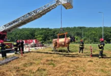 La Iași, angajații IGSU, inclusiv de la DSE Soroca, s-au perfecionat în ceea ce privește salvarea animalelor aflate în medii ostile