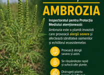Amenzi în valoare totală de 1 800 de lei pentru cu nu au prevenit răspândirea buruienilor pe terenuri, în raionul Florești