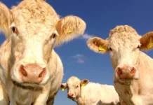 Ce sunt „magneții de vacă”, de fapt. Teoriile conspirației nu funcționează în acest caz, de ce sunt introduși în animale