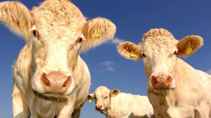 Ce-sunt-magnetii-de-vaca-de-fapt.-Teoriile-conspiratiei-nu-functioneaza-in-acest-caz-de-ce-sunt-introdusi-in-animale