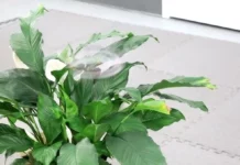 O nouă dronă pare aproape invizibilă în zbor. Cercetătorii au folosit AI și un efect al vederii umane pentru a o crea