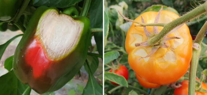 agri-e1784207714174