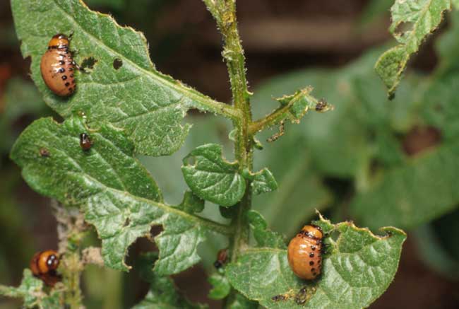 colorado-potato-beetles-3