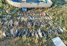 Peste 55 kg de pește capturat ilegal și un prejudiciu de 372 500 lei – braconaj piscicol de proporții pe Nistru