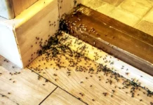 Furnicile au invadat casa? Iată ce poți face ca să scapi de ele