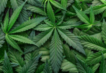 Un sorocean de 54 de ani este suspectat de cultivarea ilegală a plantelor cu conținut narcotic