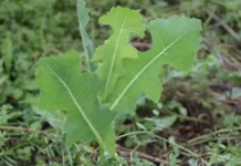 „Opiul săracului” – planta care calma durerile înainte să existe pastilele